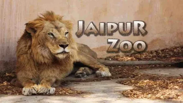 Jaipur Zoo Ticket Price, Timings, and Visitor Information