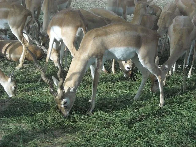 Jaipur Zoo