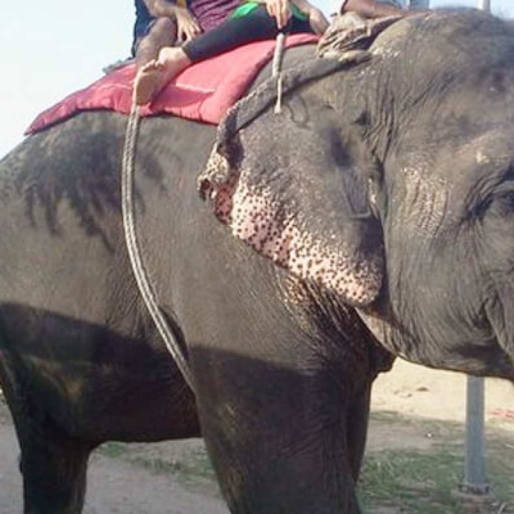 Elefun Jaipur: Fun Elephant Sanctuary for Kids and Families