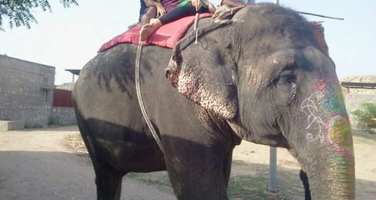 Elefun Jaipur: Fun Elephant Sanctuary for Kids and Families