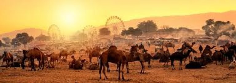 Pushkar Fair 2024 You Must Visit  