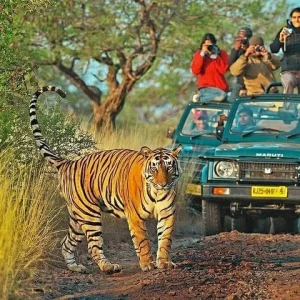 Book Our latest Ranthambore tour package for 3 Days