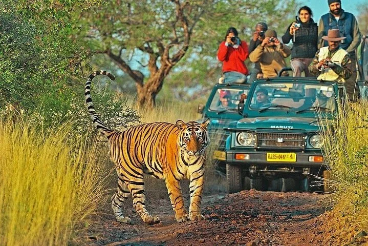 Book Our latest Ranthambore tour package for 3 Days