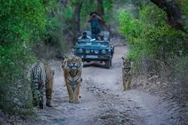 3 Days Ranthambore Wildlife Tour Package in just @8800 - 3