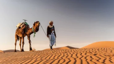 Camel Safari in the Desert