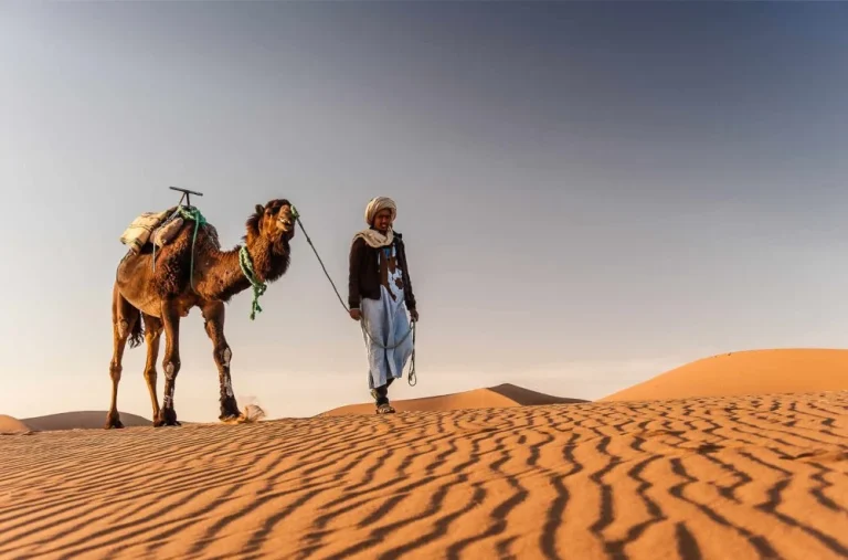 Camel Safari In The Desert