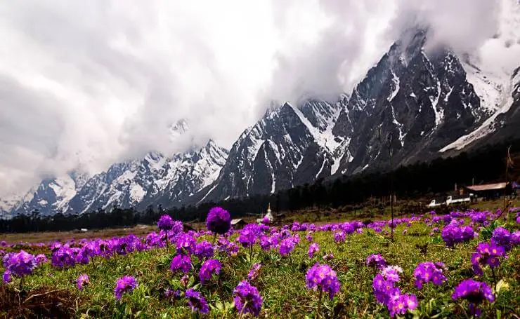 3. Yumthang Valley 