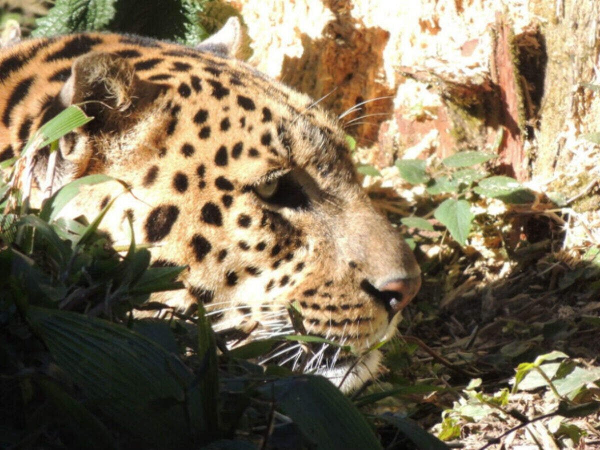 Himalayan Zoological Park 8