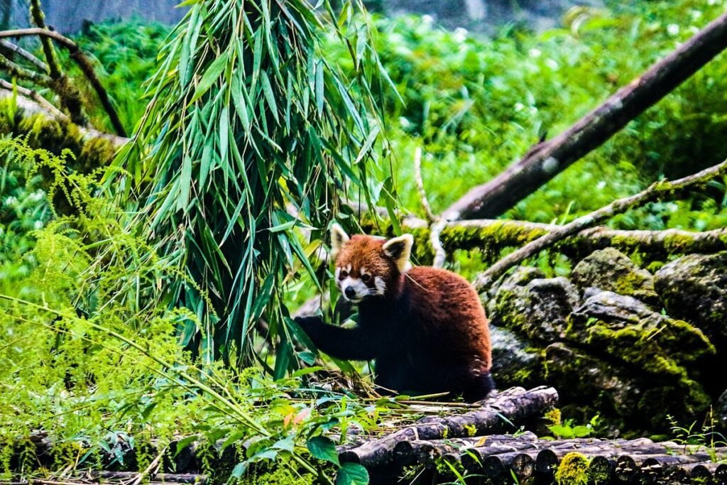 Zoological Breeding Centre 0