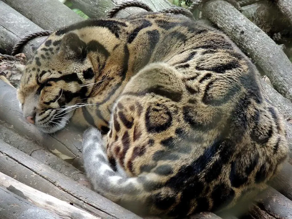 Padmaja Naidu Himalayan Zoological Park