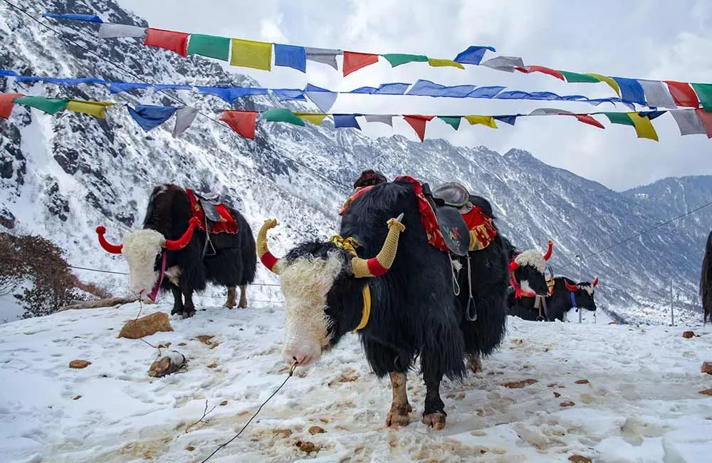 south sikkim