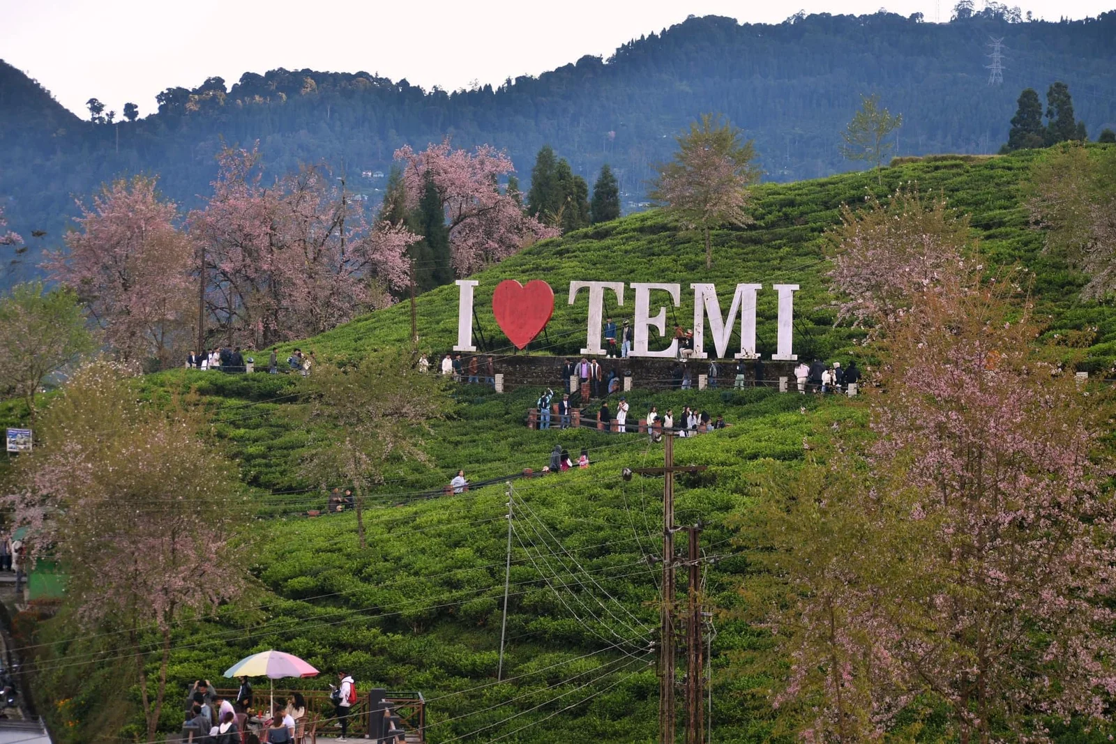 Temi tea Garden