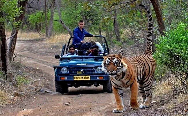 Jhalana Leopard Safari Park