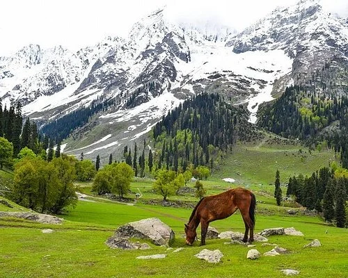 Kashmir Tour Packages for family with flight